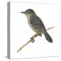 Stout Cisticola (Cisticola Robusta), Birds-Encyclopaedia Britannica-Stretched Canvas