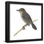 Stout Cisticola (Cisticola Robusta), Birds-Encyclopaedia Britannica-Framed Poster