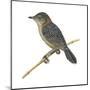 Stout Cisticola (Cisticola Robusta), Birds-Encyclopaedia Britannica-Mounted Poster