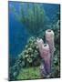 Stove-Pipe Sponge (Aplysina Archeri), Bonaire, Netherlands Antilles, Caribbean-Pete Oxford-Mounted Photographic Print