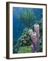 Stove-Pipe Sponge (Aplysina Archeri), Bonaire, Netherlands Antilles, Caribbean-Pete Oxford-Framed Photographic Print