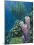 Stove-Pipe Sponge (Aplysina Archeri), Bonaire, Netherlands Antilles, Caribbean-Pete Oxford-Mounted Photographic Print