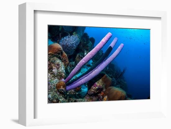 Stove-pipe sponge Bonaire, Netherlands Antilles, Caribbean-Georgette Douwma-Framed Photographic Print