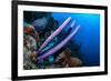 Stove-pipe sponge Bonaire, Netherlands Antilles, Caribbean-Georgette Douwma-Framed Photographic Print