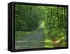 Straight Empty Rural Road Through Woodland Trees, Forest of Nevers, Burgundy, France, Europe-Michael Busselle-Framed Stretched Canvas