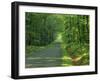 Straight Empty Rural Road Through Woodland Trees, Forest of Nevers, Burgundy, France, Europe-Michael Busselle-Framed Photographic Print