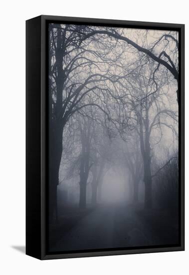 Straight Foggy Passage Surrounded by Dark Trees-vkovalcik-Framed Stretched Canvas