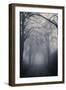 Straight Foggy Passage Surrounded by Dark Trees-vkovalcik-Framed Photographic Print