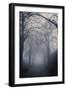 Straight Foggy Passage Surrounded by Dark Trees-vkovalcik-Framed Photographic Print