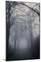 Straight Foggy Passage Surrounded by Dark Trees-vkovalcik-Mounted Photographic Print