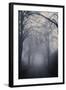 Straight Foggy Passage Surrounded by Dark Trees-vkovalcik-Framed Photographic Print