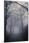 Straight Foggy Passage Surrounded by Dark Trees-vkovalcik-Mounted Photographic Print