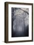 Straight Foggy Passage Surrounded by Dark Trees-vkovalcik-Framed Photographic Print