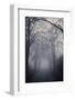 Straight Foggy Passage Surrounded by Dark Trees-vkovalcik-Framed Photographic Print