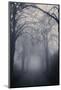 Straight Foggy Passage Surrounded by Dark Trees-vkovalcik-Mounted Photographic Print