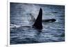 Straight of Juan de Fuca, Southern resident killer whales.-Yuri Choufour-Framed Photographic Print