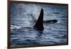 Straight of Juan de Fuca, Southern resident killer whales.-Yuri Choufour-Framed Photographic Print