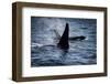 Straight of Juan de Fuca, Southern resident killer whales.-Yuri Choufour-Framed Photographic Print