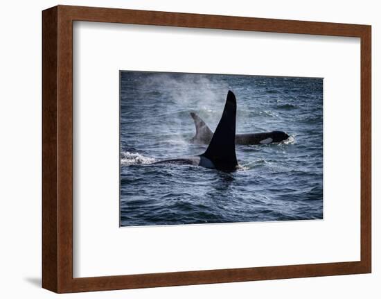 Straight of Juan de Fuca, Southern resident killer whales.-Yuri Choufour-Framed Photographic Print