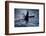 Straight of Juan de Fuca, Southern resident killer whales.-Yuri Choufour-Framed Photographic Print