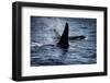 Straight of Juan de Fuca, Southern resident killer whales.-Yuri Choufour-Framed Photographic Print