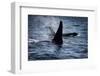 Straight of Juan de Fuca, Southern resident killer whales.-Yuri Choufour-Framed Photographic Print