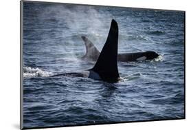 Straight of Juan de Fuca, Southern resident killer whales.-Yuri Choufour-Mounted Photographic Print