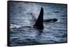 Straight of Juan de Fuca, Southern resident killer whales.-Yuri Choufour-Framed Stretched Canvas