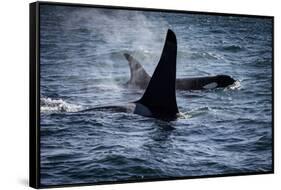 Straight of Juan de Fuca, Southern resident killer whales.-Yuri Choufour-Framed Stretched Canvas