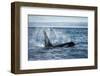 Straight of Juan de Fuca, Washington State, USA. Southern resident killer whale blowing.-Yuri Choufour-Framed Photographic Print