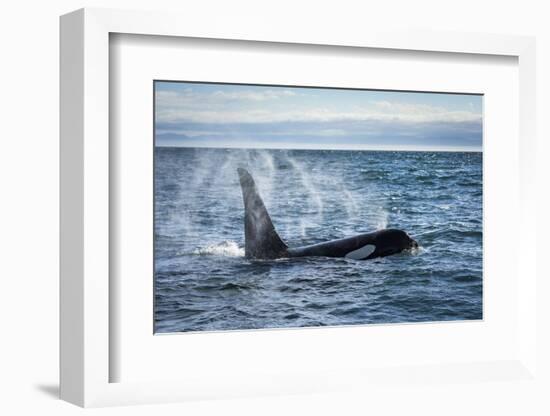 Straight of Juan de Fuca, Washington State, USA. Southern resident killer whale blowing.-Yuri Choufour-Framed Photographic Print