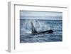 Straight of Juan de Fuca, Washington State, USA. Southern resident killer whale blowing.-Yuri Choufour-Framed Photographic Print