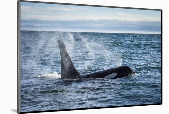 Straight of Juan de Fuca, Washington State, USA. Southern resident killer whale blowing.-Yuri Choufour-Mounted Photographic Print