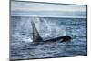 Straight of Juan de Fuca, Washington State, USA. Southern resident killer whale blowing.-Yuri Choufour-Mounted Photographic Print