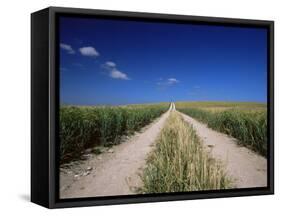 Straight Path Through Field, Hampshire, England, United Kingdom-Jean Brooks-Framed Stretched Canvas