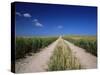 Straight Path Through Field, Hampshire, England, United Kingdom-Jean Brooks-Stretched Canvas