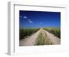 Straight Path Through Field, Hampshire, England, United Kingdom-Jean Brooks-Framed Photographic Print