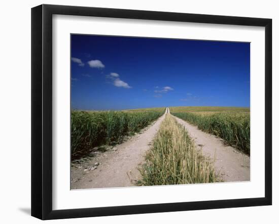 Straight Path Through Field, Hampshire, England, United Kingdom-Jean Brooks-Framed Photographic Print
