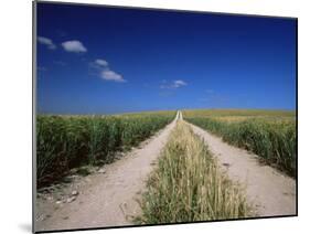 Straight Path Through Field, Hampshire, England, United Kingdom-Jean Brooks-Mounted Photographic Print