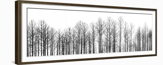 Straightforward-Jamie Cook-Framed Premium Giclee Print