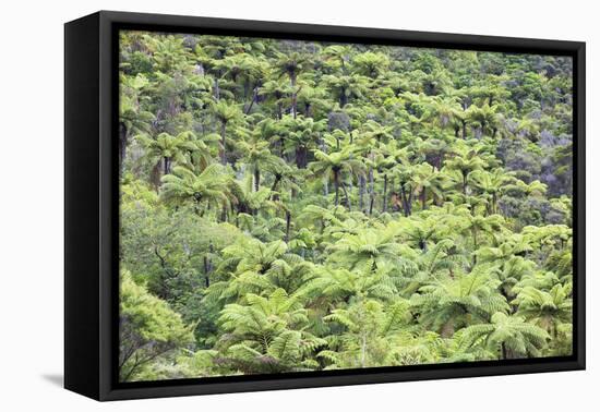 Strand of Tree Ferns on Waiomu Kauri Grove Trail-Ian-Framed Stretched Canvas