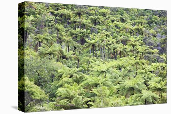 Strand of Tree Ferns on Waiomu Kauri Grove Trail-Ian-Stretched Canvas