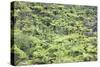 Strand of Tree Ferns on Waiomu Kauri Grove Trail-Ian-Stretched Canvas