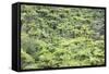 Strand of Tree Ferns on Waiomu Kauri Grove Trail-Ian-Framed Stretched Canvas