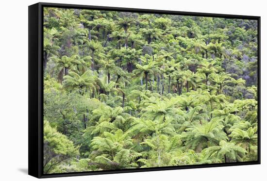 Strand of Tree Ferns on Waiomu Kauri Grove Trail-Ian-Framed Stretched Canvas