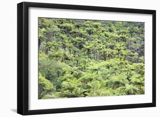 Strand of Tree Ferns on Waiomu Kauri Grove Trail-Ian-Framed Photographic Print