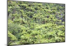 Strand of Tree Ferns on Waiomu Kauri Grove Trail-Ian-Mounted Photographic Print