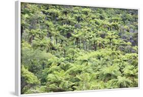 Strand of Tree Ferns on Waiomu Kauri Grove Trail-Ian-Framed Photographic Print