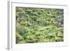 Strand of Tree Ferns on Waiomu Kauri Grove Trail-Ian-Framed Photographic Print