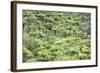 Strand of Tree Ferns on Waiomu Kauri Grove Trail-Ian-Framed Photographic Print